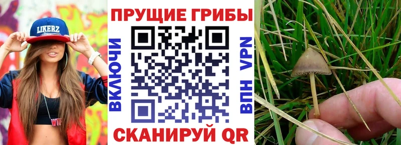 ссылка на мегу зеркало  Шахунья  Галлюциногенные грибы ЛСД 